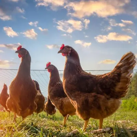 Séjour à la ferme Mooslechnerhof *