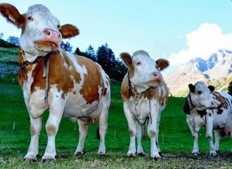 Mooslechnerhof Virgen